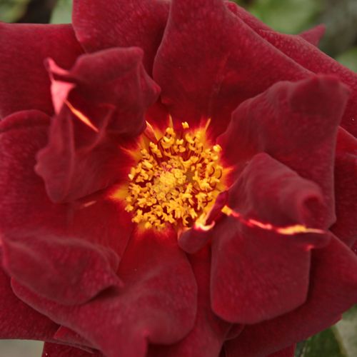 Online rózsa rendelés - Vörös - Sárga - teahibrid rózsa - intenzív illatú rózsa - Rosa Eddy Mitchell® - Meilland International - Különleges színű, sötétbordó-sárga sziromfonákú fajta.